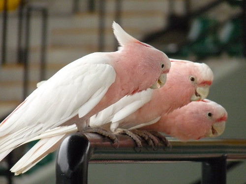 Major Mitchell&rsquo;s Cockatoos