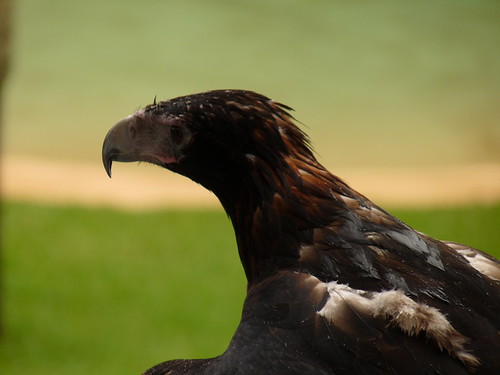 Wedge-tailed Eagle
