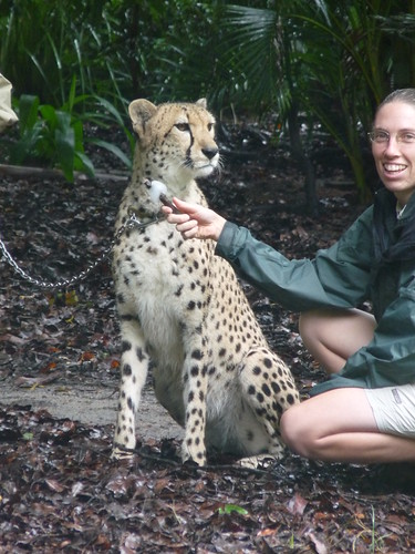 Cheetah enjoying a fish lolly