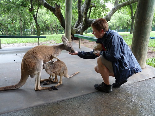 Claire feeding the kangeroos