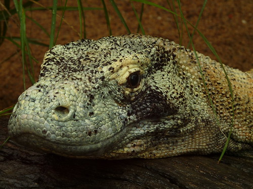 Komodo Dragon