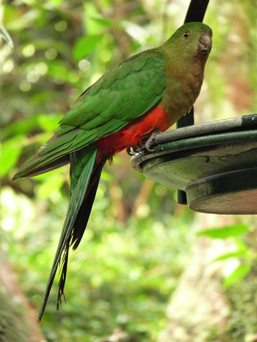 King Parrot