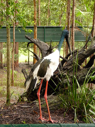 Jabiru