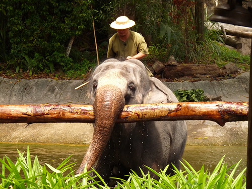 Elephant show at Singapore Zoo