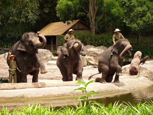 Elephant show at Singapore Zoo