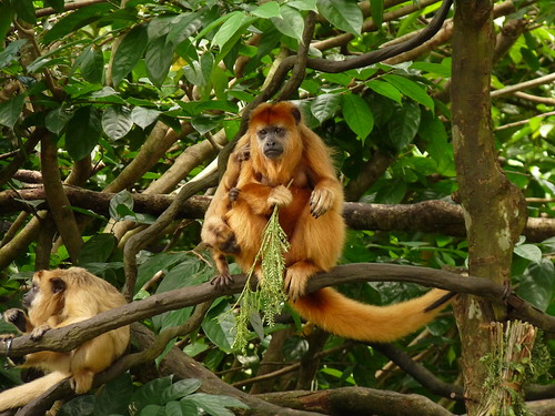 Patas monkeys