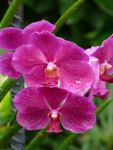Orchid