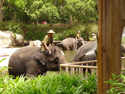 Elephants giving a free shower!