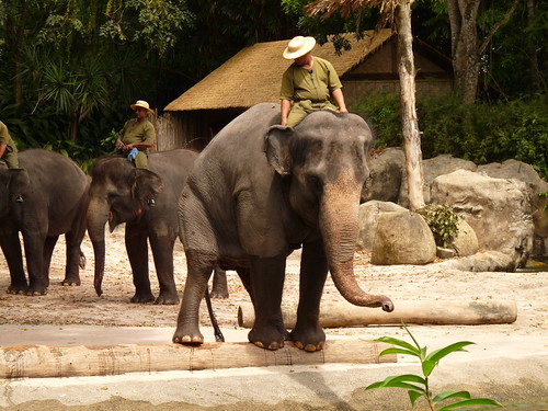 Elephant show at Singapore Zoo