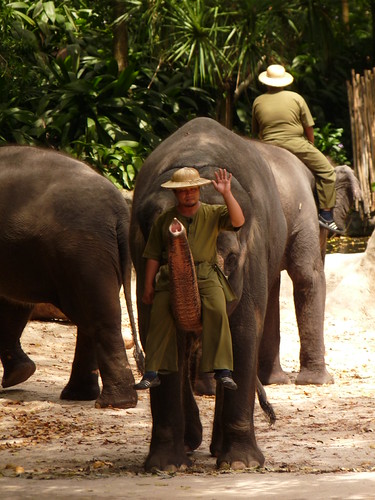Elephant show at Singapore Zoo