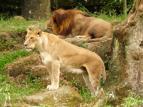 Lion and lioness at Sinapore Zoo