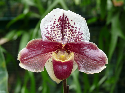 Orchid