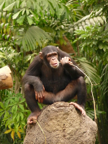 Chimpanze