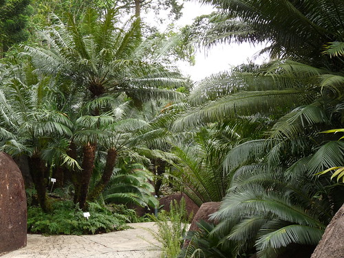 Ferns and cycads at the evolution garden