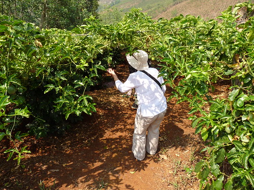 Claire in a coffee plantation