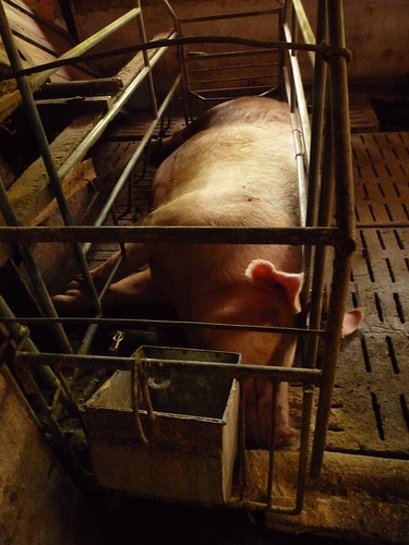 Drunk pig after too much rice wine 