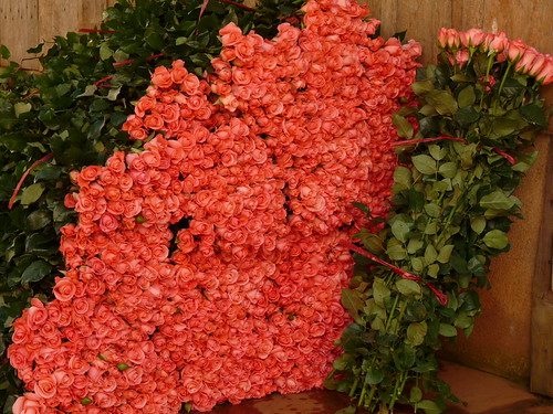 Roses at the flower farm