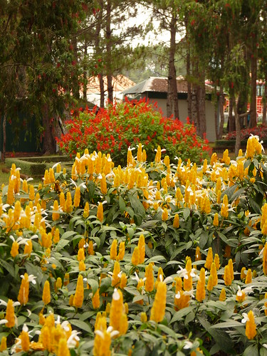 Flowers at Bao Dai&rsquo;s Palace