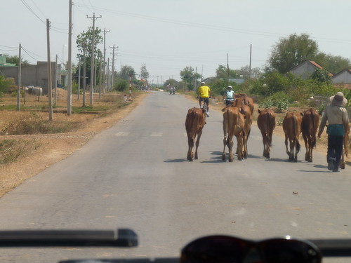 Oxen in the road
