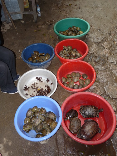 Turtles and  various other creatures for sale