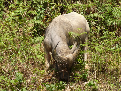 Grazing water buffalo