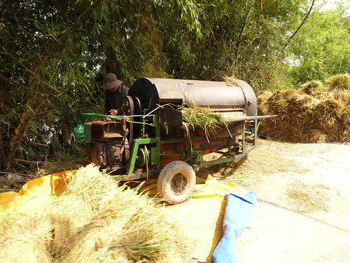 Machine used for separating rice grains from the stalks