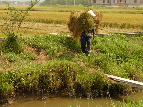 Carrying the rice from the fields