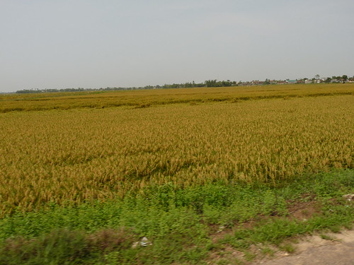 Rice fields