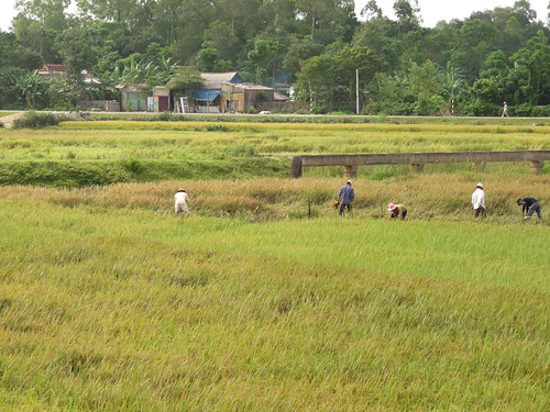 Working in the fields