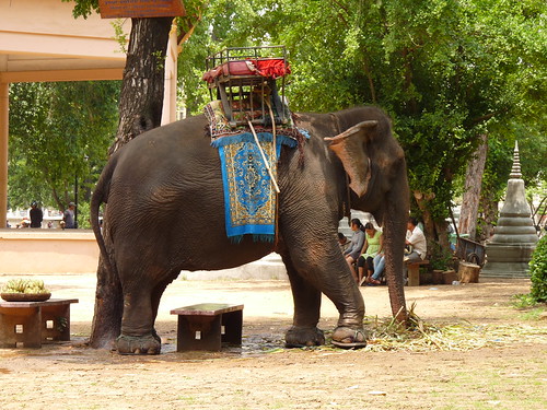 Elephant at Wat Phnom