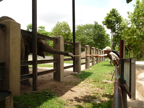 Ed feeding sugar cane to an elephant at Phnom Tamao Wildlife Sanctuary