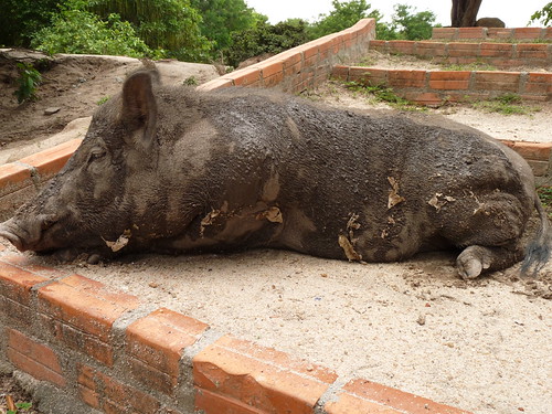Boar at Phnom Tamao Wildlife Sanctuary