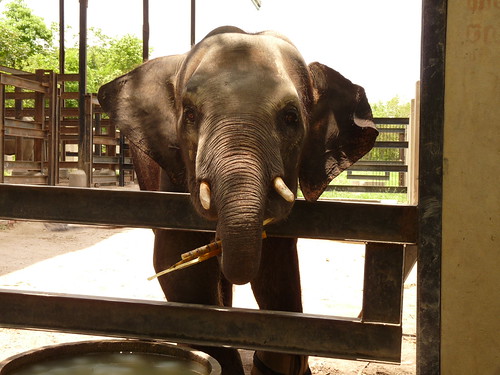 Elephant with sugar cane at Phnom Tamao Wildlife Sanctuary