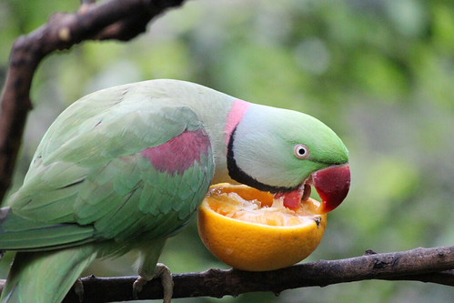 Alexandrine Parakeet at the aviary at Hong Kong Park
