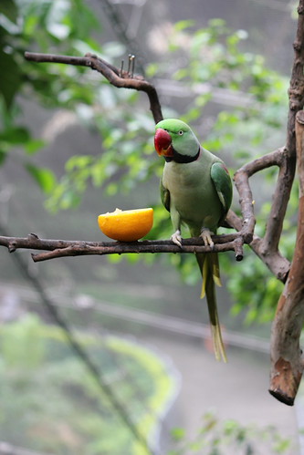 Alexandrine Parakeet at the aviary at Hong Kong Park
