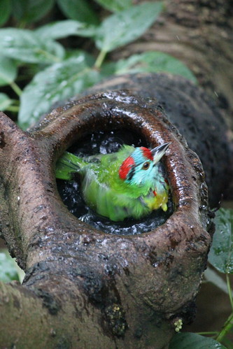 Bird taking a bath at Hong Kong Park aviary